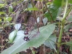 Pseudohaetera hypaesia