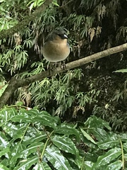 Fringilla coelebs moreletti