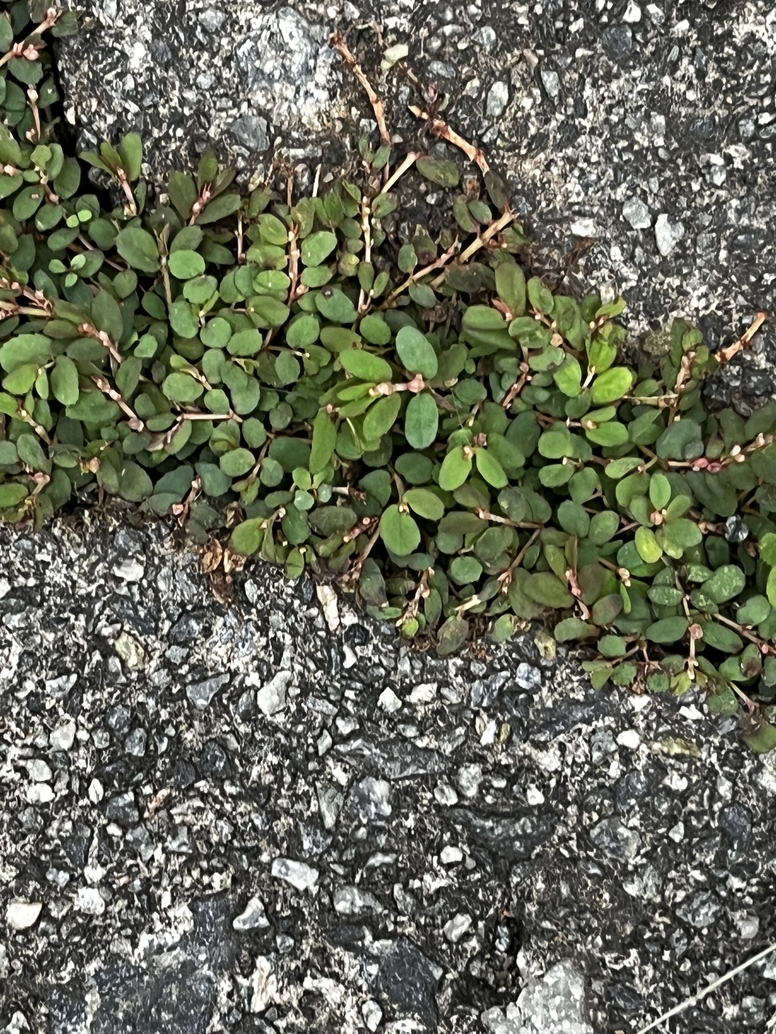 Euphorbia thymifolia