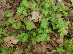 Veronica hederifolia-sublobata-triloba