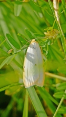 Cybosia mesomella