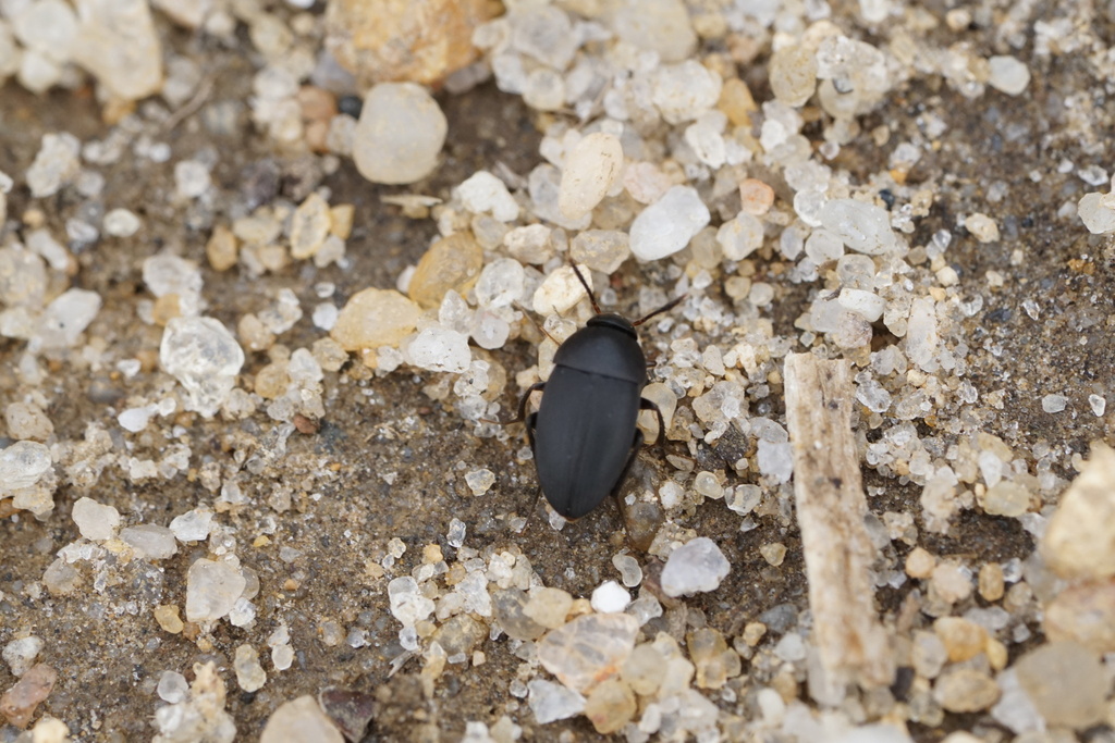 Small Carrion Beetle