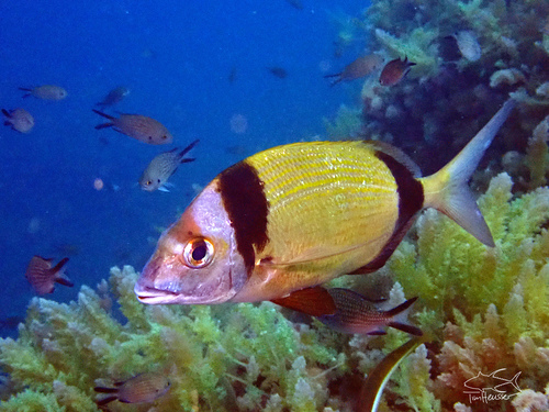 Common Two-banded Seabream, photo 6 of 8