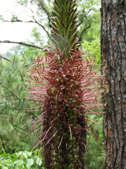 Agave chiapensis