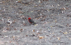 Pyrocephalus rubinus