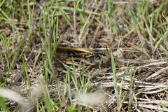 Pardalophora apiculata