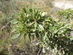 Dunalia brachyacantha