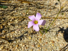 Oxalis lateriflora