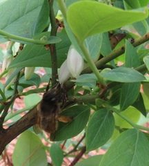 Anthophora villosula