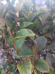 Ligustrum ovalifolium