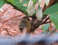 Anthophora villosula