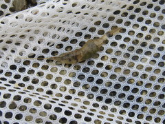 Palaemon kadiakensis