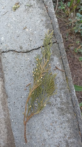Foto de Falsa-cipreste