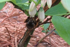 Anthophora villosula