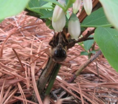 Anthophora villosula