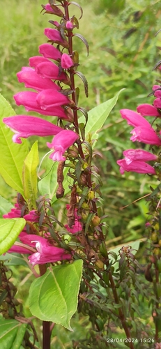 Image of Lamourouxia virgata by (c) Diego Inclan, some rights reserved (CC BY)