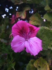 Geraniaceae