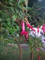 Cantua buxifolia