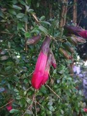 Cantua buxifolia