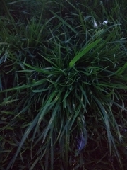 Poaceae