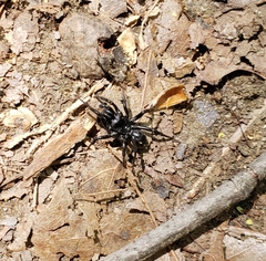 Sphodros niger
