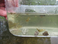 Palaemon kadiakensis