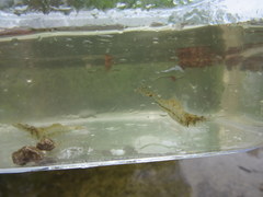 Palaemon kadiakensis