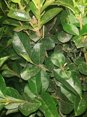 Ligustrum ovalifolium