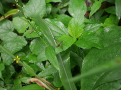 Paramastax duquei