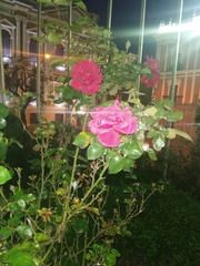 Rosa chinensis