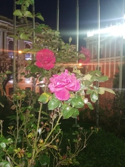 Rosa chinensis