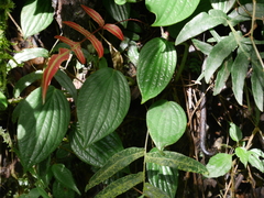 Peperomia peltoidea