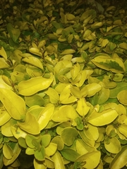 Ligustrum ovalifolium