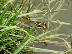 Lithobates spectabilis
