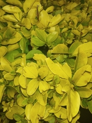 Ligustrum ovalifolium