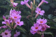 Amphilophium buccinatorium