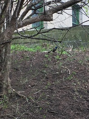 Quiscalus quiscula versicolor