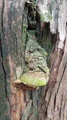 Pyrofomes juniperinus