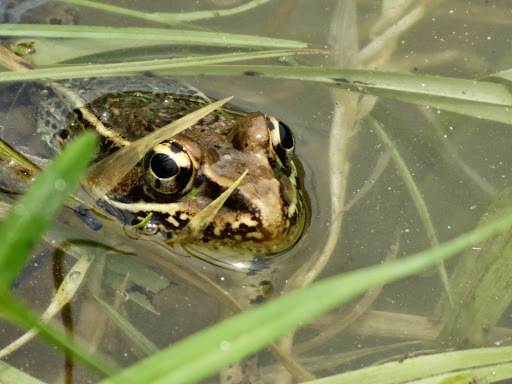 Puebla Frog