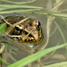 Puebla Frog - Photo (c) 106757949696626451802, some rights reserved (CC BY-NC), uploaded by 106757949696626451802