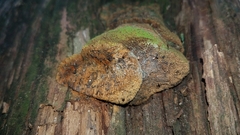 Pyrofomes juniperinus