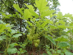 Toxicodendron radicans pubens