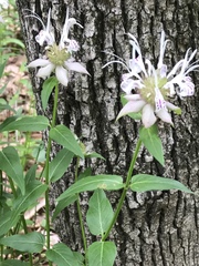 Monarda russeliana