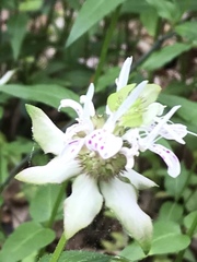 Monarda russeliana