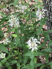 Monarda russeliana