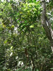 Chamaedorea pinnatifrons
