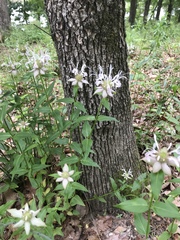 Monarda russeliana
