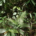 Asplenium flabellulatum - Photo (c) Ana Maria Benavides, some rights reserved (CC BY-NC), uploaded by Ana Maria Benavides