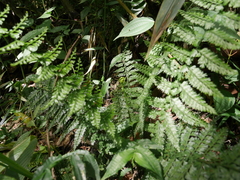 Asplenium flabellulatum