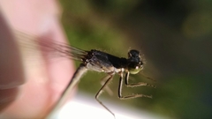 Ischnura verticalis